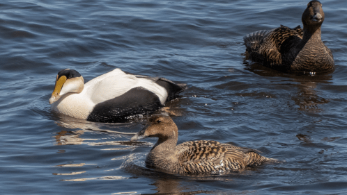 three ducks swim in the water at New Hampshire's Odiorne Point State Park
