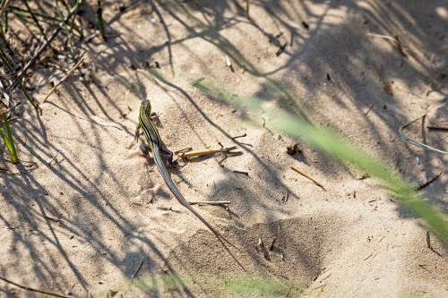 Lizard in the sand at Indiana Dunes National Park with grasses and shadows