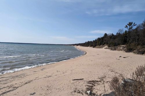 A sandy beach along a treeline.