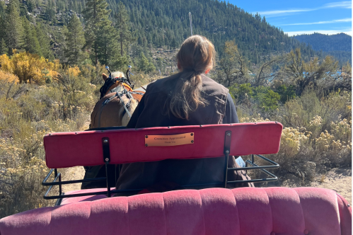 A woman from behind in a horse and carriage