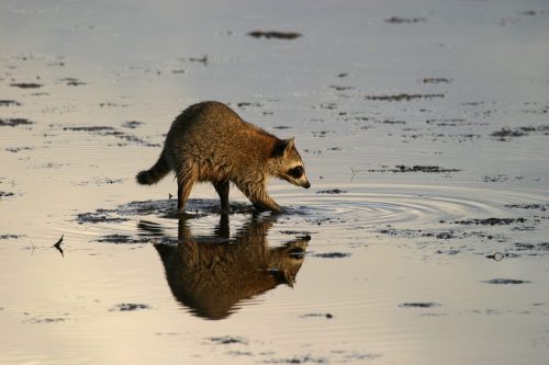 A raccoon steps into the water creating a ripple.