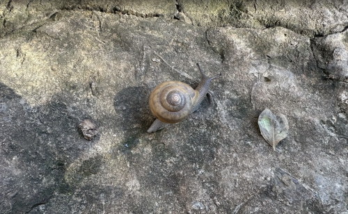 Snail crawling along some rocks by the Chupacabra Trail.