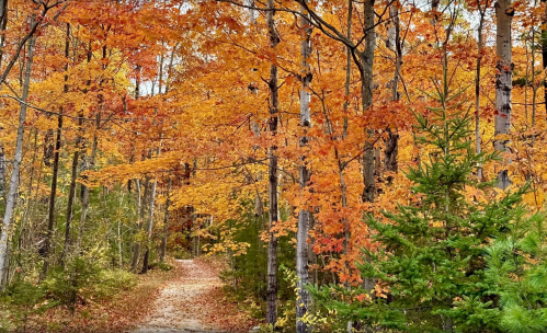 Orange and green trees along Sky Line Trail at Peninsula State Park