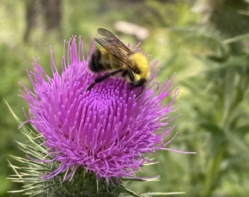 A fuzzy bumble bee sitting on a purple flower