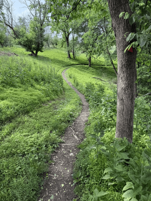 narrow hiking trail with grass and trees
