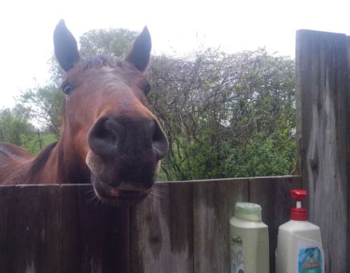 A horse sticking its head into an outdoor shower.