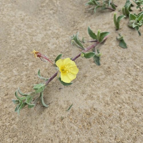 alt
