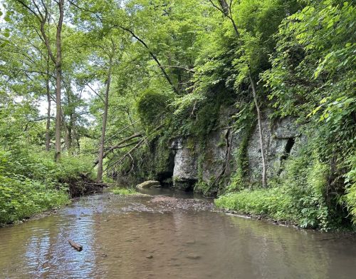 A limestone bluff on the edge of a creek
