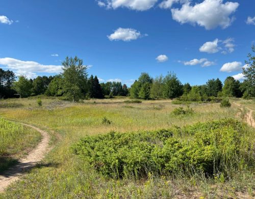 A path goes through a meadow and a light forest.