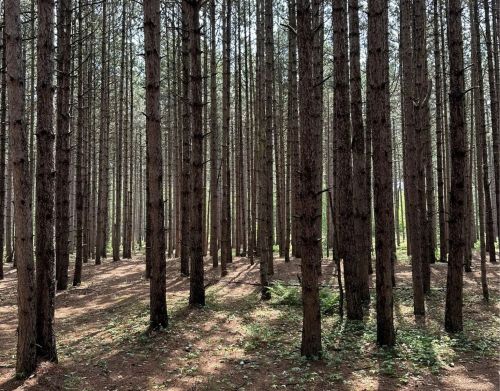 Dense woods with sun shining through the cracks.