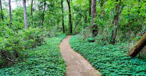 a dirt path with green bushes and large trees surrounding it in angelina national forest