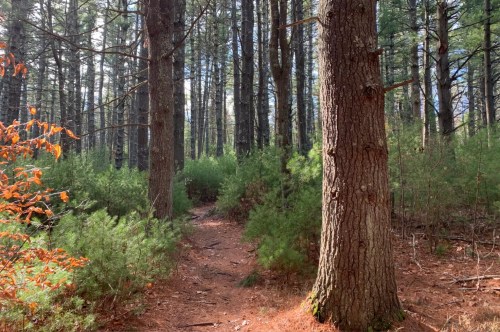 A forest on an autumn day with evergreen trees in the forefront and greenery surrounding a thin path.