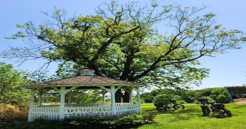 A gazebo with two parked mountain bikes, surrounded by a manicured grassy landscape at a little-known Delaware state park.