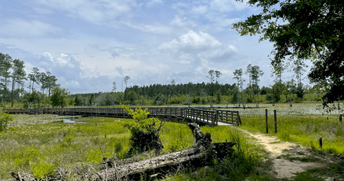 Views of a wooden boardwalk over a large grassy marsh, along a hiking trail at a little-known Georgia state park.