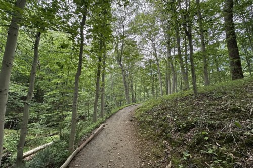 A well-maintained path curves in between a forest of green trees.