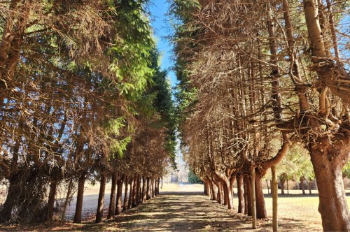 A dirt driveway is lined with tall, thin trees that look to be shedding leaves for winter.