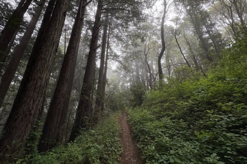 A cloudy day in the redwood forest with a small trail that cuts through poison oak.