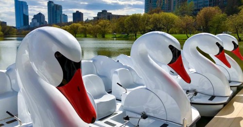 Close-up views of swan boats parked along a scenic river with the Milwaukee, Wisconsin, skyline in the backdrop.