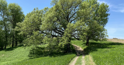 A dirt trail passes beneath a large green tree under a blue sky at Good Earth State Park, South Dakota.