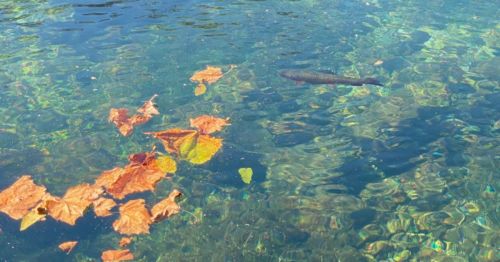 Trout in Montauk State Park in Missouri