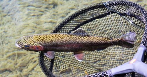 Trout in Montauk State Park in Missouri