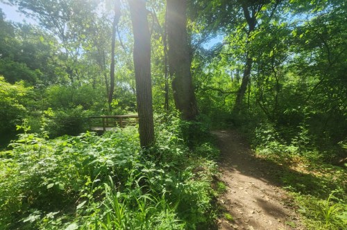 A lush and vividly green forest surrounds a small dirt trail and wooden bridge.