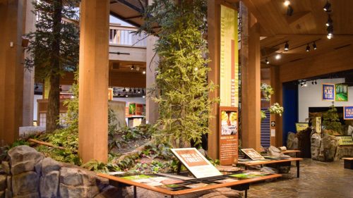 An indoor forest-themed exhibit features realistic trees, rocks, and educational displays about forest ecosystems.