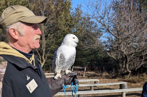 A man holding a Barred Owl.