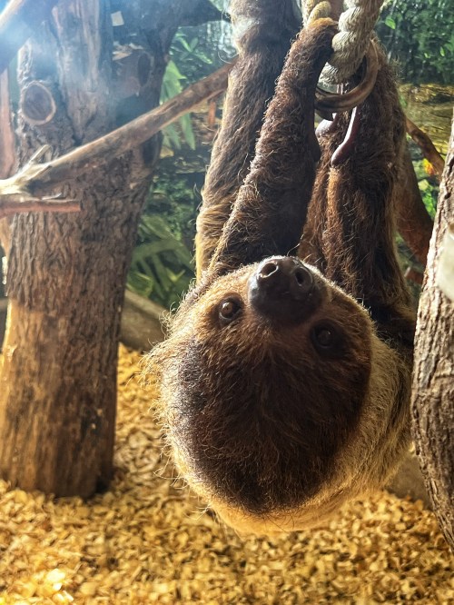 Chewy the sloth on a rope walking towards the camera