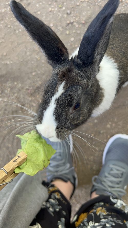 The author feeding lettuce to a black and white rabbit