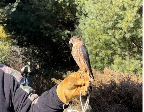 A small bird perched on a handler’s hand.