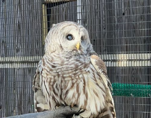 A white owl perched on a log in an enclosure.