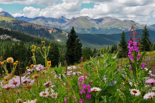 Mountain wildflowers shine bright