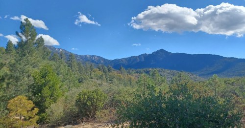 Looking toward a forest with light fall foliage sprinkled throughout and tall mountains in the distance.