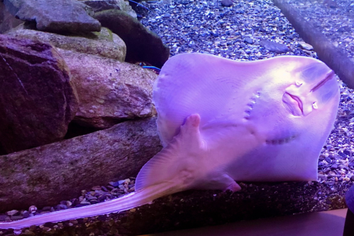 A ray swims in a tank at the Seacoast Science Center in Rye, New Hampshire.