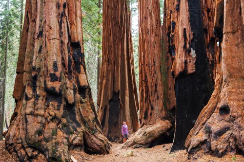 Sequoias forest