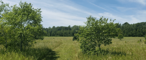 A field along Monarch Trail in Newport State Park.