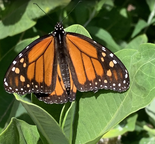 A bright orange Monarch butterfly on a green leaf along the Monarch Trail