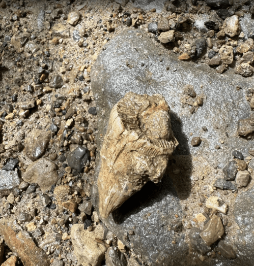 Fossils in a rock at Hueston Woods in Ohio