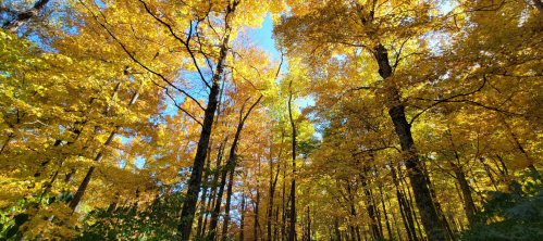 Looking up at many yellow trees in autumn in Hueston State Park in Ohio
