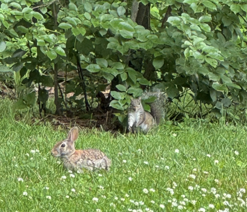 A rabbit and squirrel in the grass at Stacy Park