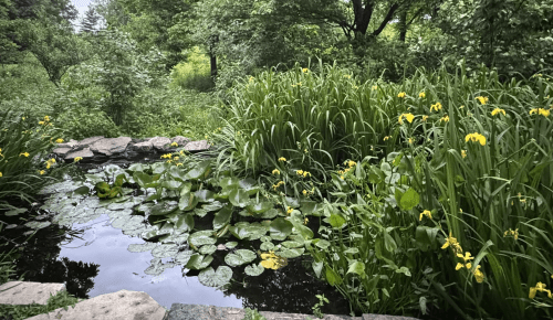 A pond with a lot of greenery in Stacy Park