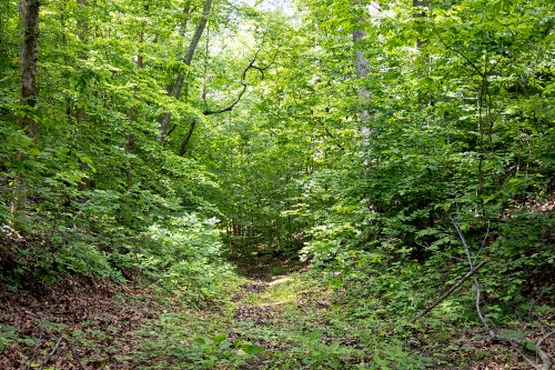 Trail descending into the green forest