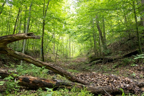 Trail in the green woods with logs in foreground