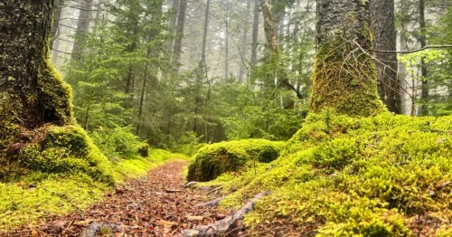 Leaves cover a West Virginia forest trail that's surrounded by towering trees, moss, and shrubs on an overcast day.