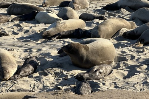 A group of female elephant seals and a few pups bask in the sun on the sand.