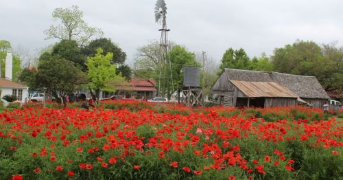A field of red poppies with an old settlement and a windmill in the background, in Castroville, a European-style town in TX.