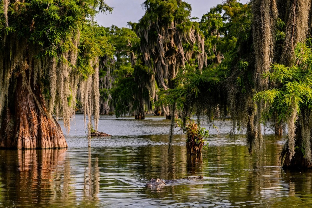 Dreaming of the Everglades? Discover This Louisiana Hidden Gem Instead