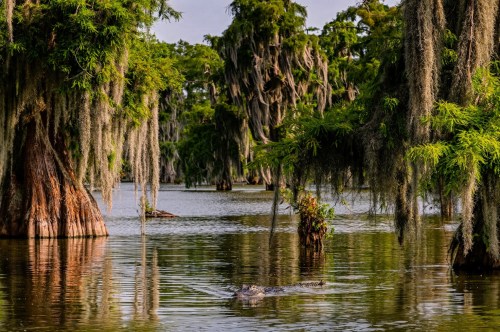 A large swamp inside the Atchafalaya Basin in Louisiana, surrounded by cypress trees dripping with Spanish moss and an alligator swimming in the water.