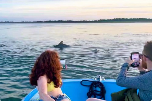 Two passengers on a boat holding smartphones, taking pics of dolphins swimming in the water on a scenic boat ride in South Carolina